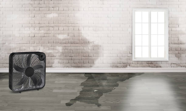 Best Basement water damage restoration  in Lake View, AL